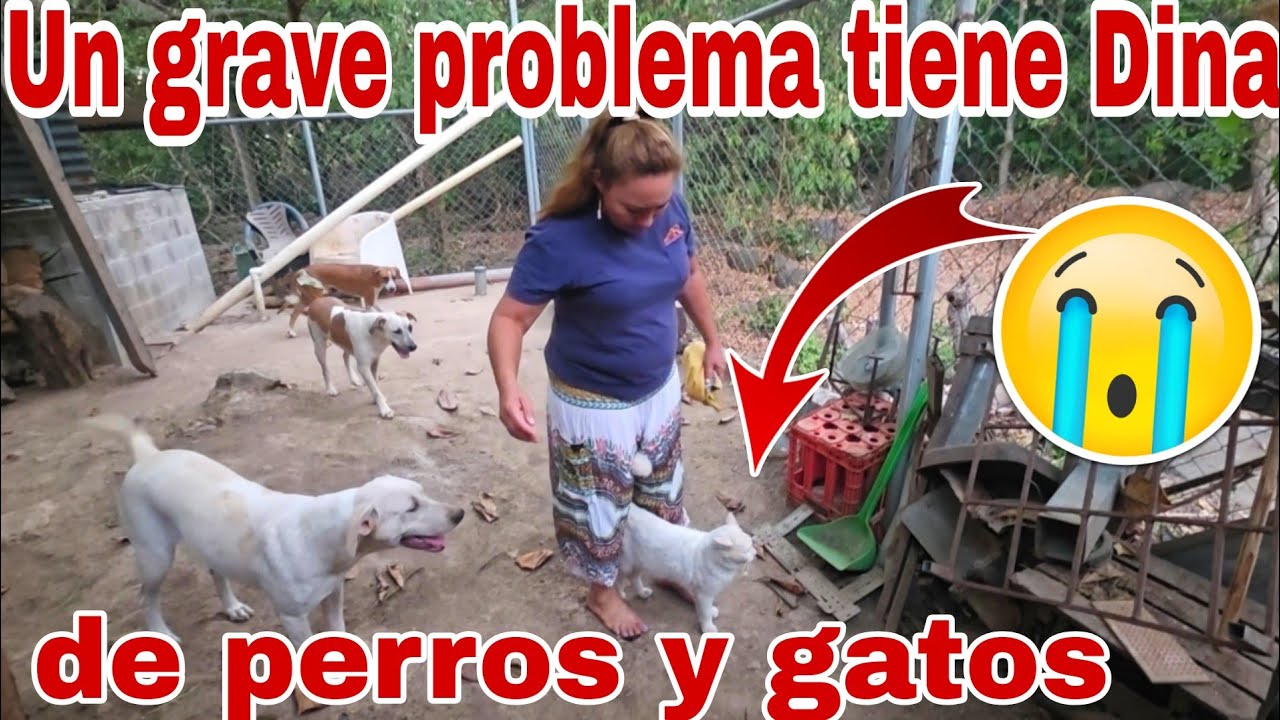 Asi de grave esta esta situación Dina tiene graves problemas😭