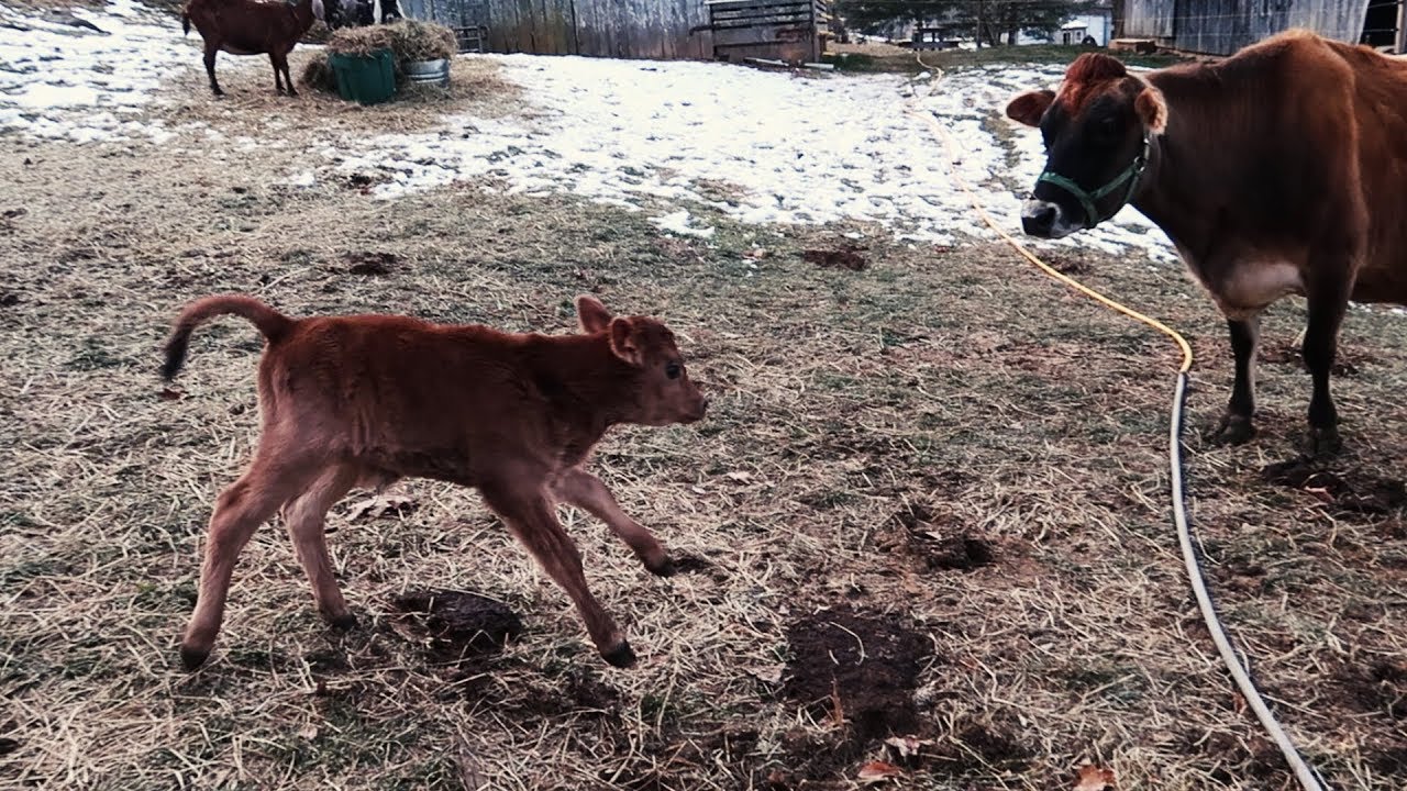 A CALF IS BORN ... ON THE HOMESTEAD!!!