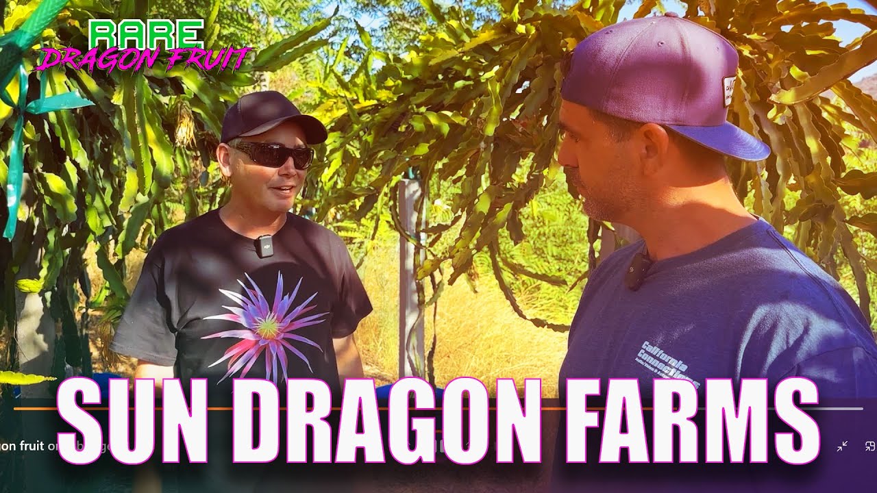 DRAGON FRUIT on a BUDGET with SUN DRAGON FARMS / TRELLIS DESIGN / SAND