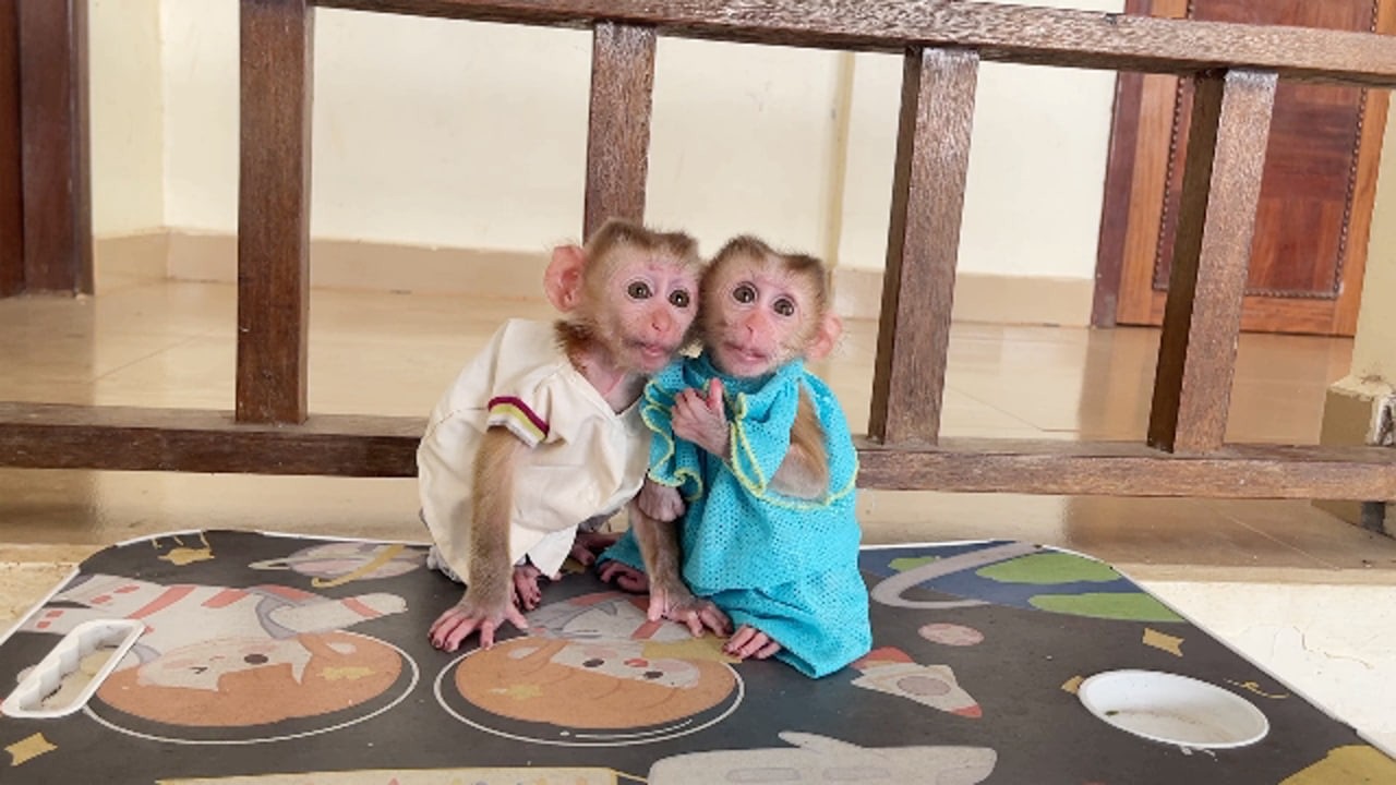 Cuties Twin Baby Monkey On Earth.....,
