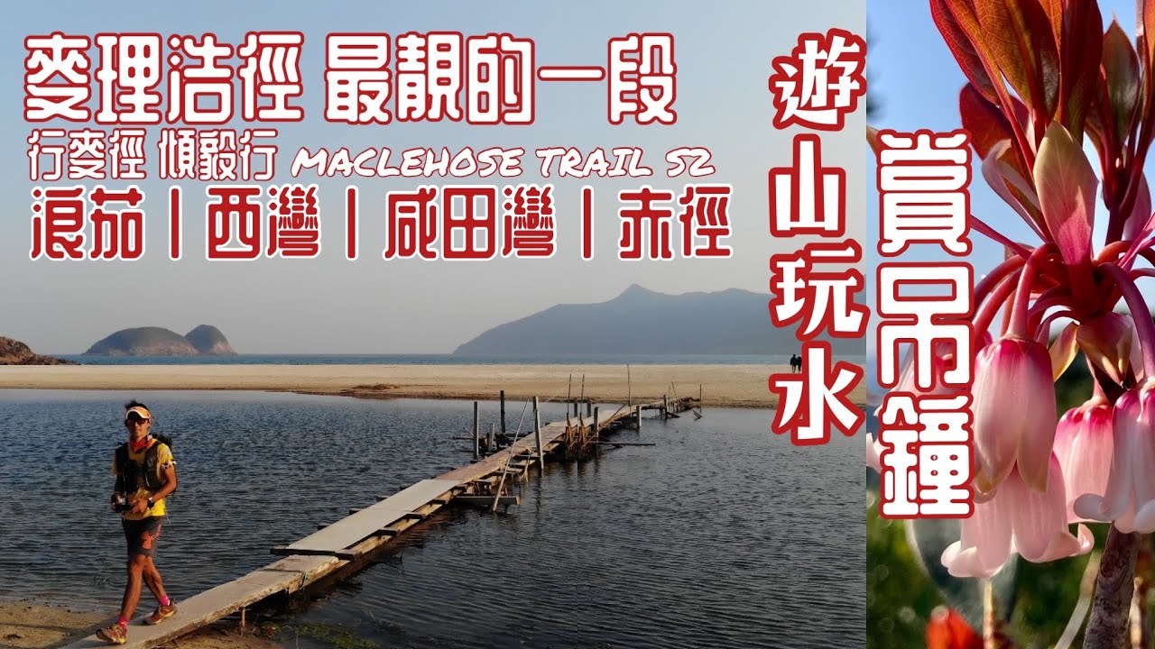 [香港行山郊遊好去處] 浪茄西灣 咸田灣 赤徑 麥理浩徑最靚風景的一段 第二段|行麥徑傾毅行| 意料之外 西灣山滿山吊鐘花 ｜麥理浩徑系列