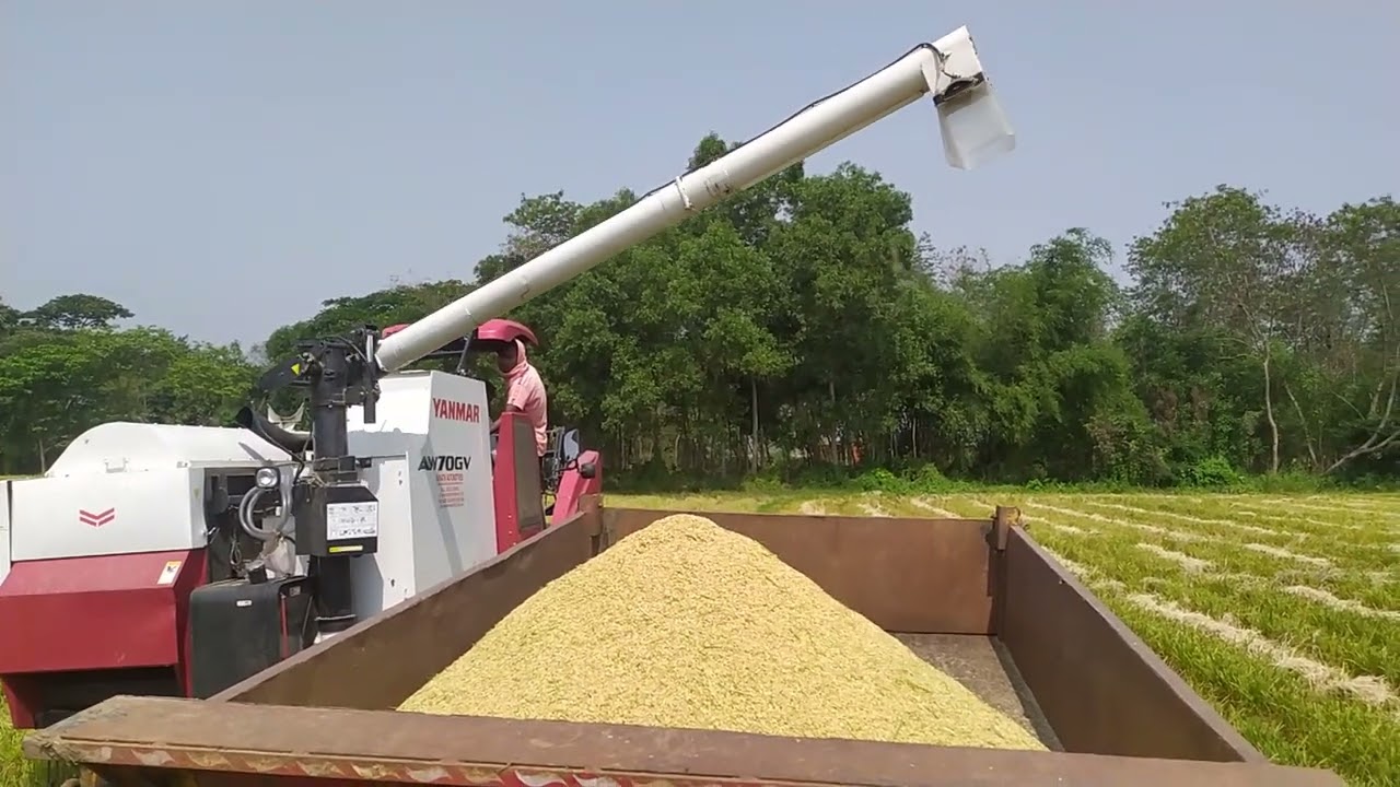 paddy unloading video with yanmar harvester#yanmar #harvester #agriculture