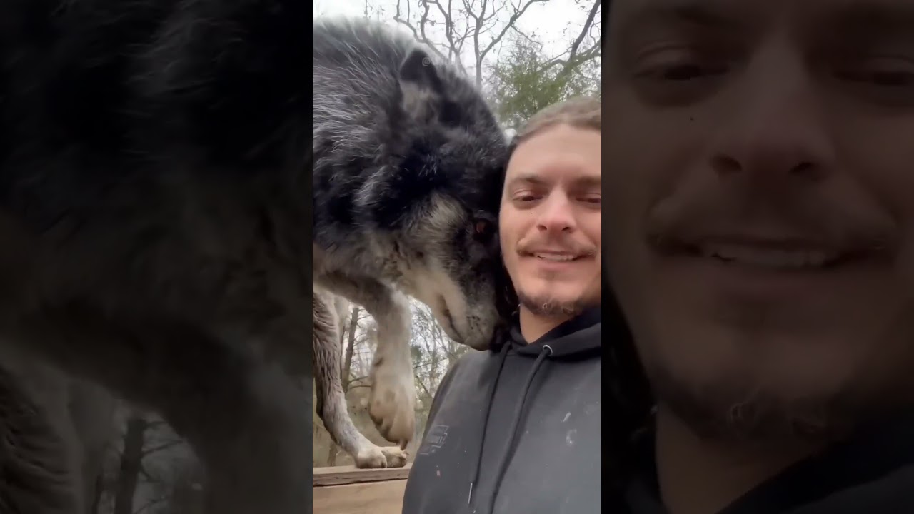 African Lion vs Gray Wolf 