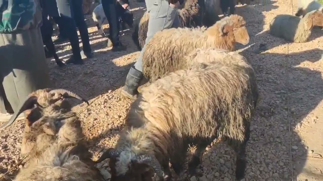 من سوق شمارون غرب ادلب/ ٢٠٢٦/٢/٢٨ 