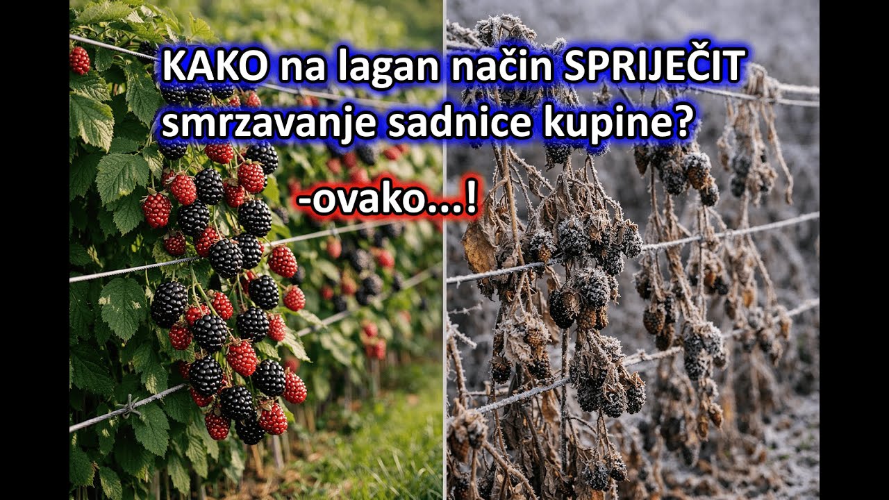 KAKO zaštititi KUPINE od SMRZAVANJA?!
