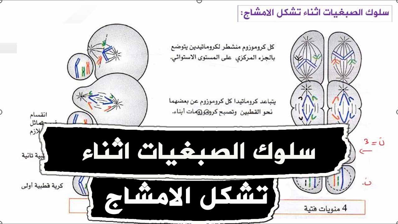 الدرس 36 سلوك الصبغيات اثناء تشكل الامشاج علوم طبيعية السنة الرابعة متوسط