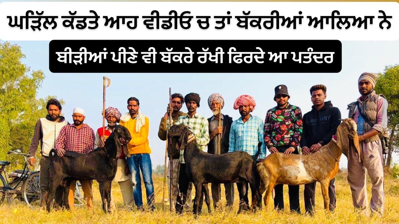 200 ਕਿ.ਮੀ ਵਾਟ ਕੱਢਦੇ ਨੇ ਇੱਕ ਦਿਨ ਚ 🌪️ 7 ਲੀਟਰ ਦੁੱਧ ਦਿੰਦੀ ਆ ਬੱਕਰੀ 🐐