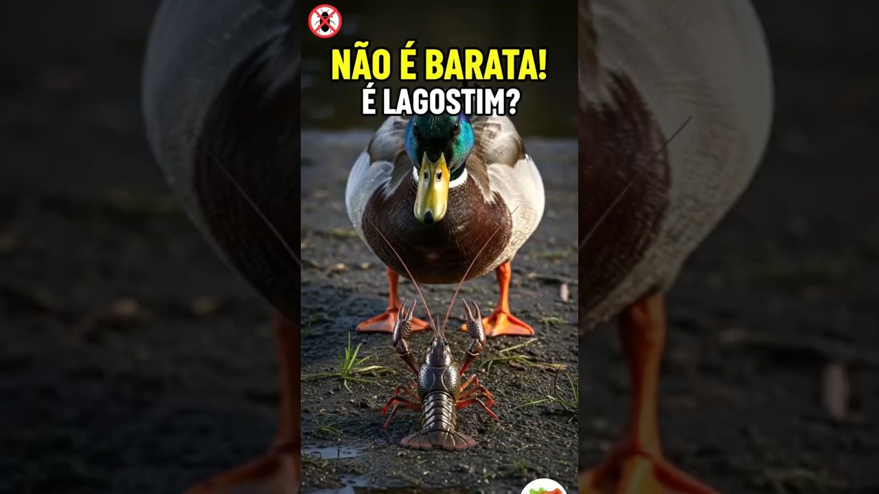 N&atilde;o &eacute; Barata! &Eacute; Lagostim? 😱