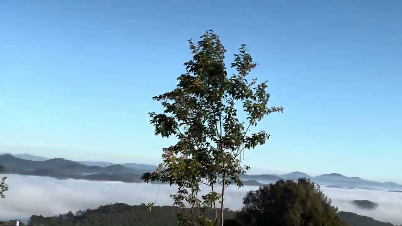 Đồi chè cầu đất tuabin có đầy mây ☁️ Đà Lạt 