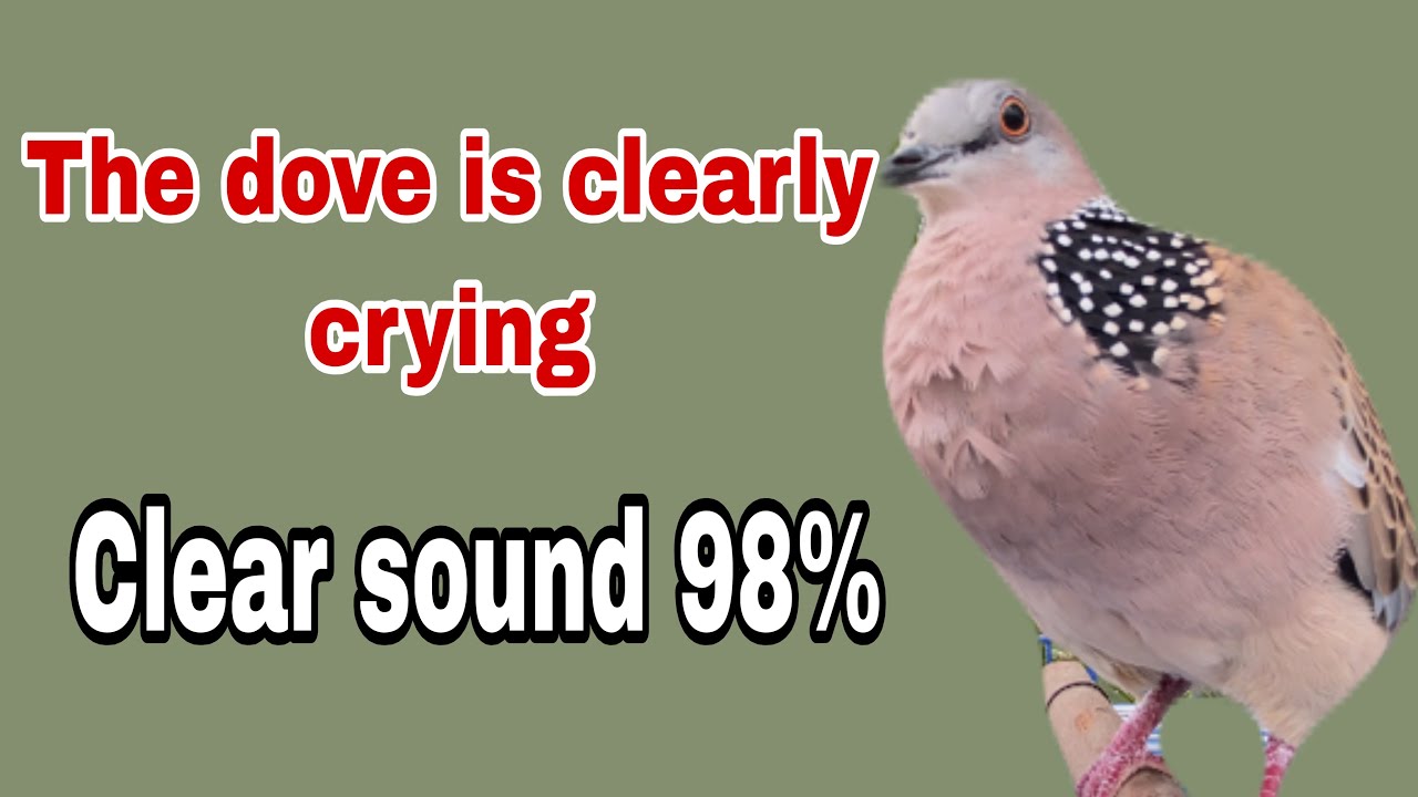 The dove is clearly crying