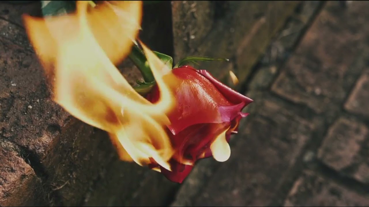 burning flowers