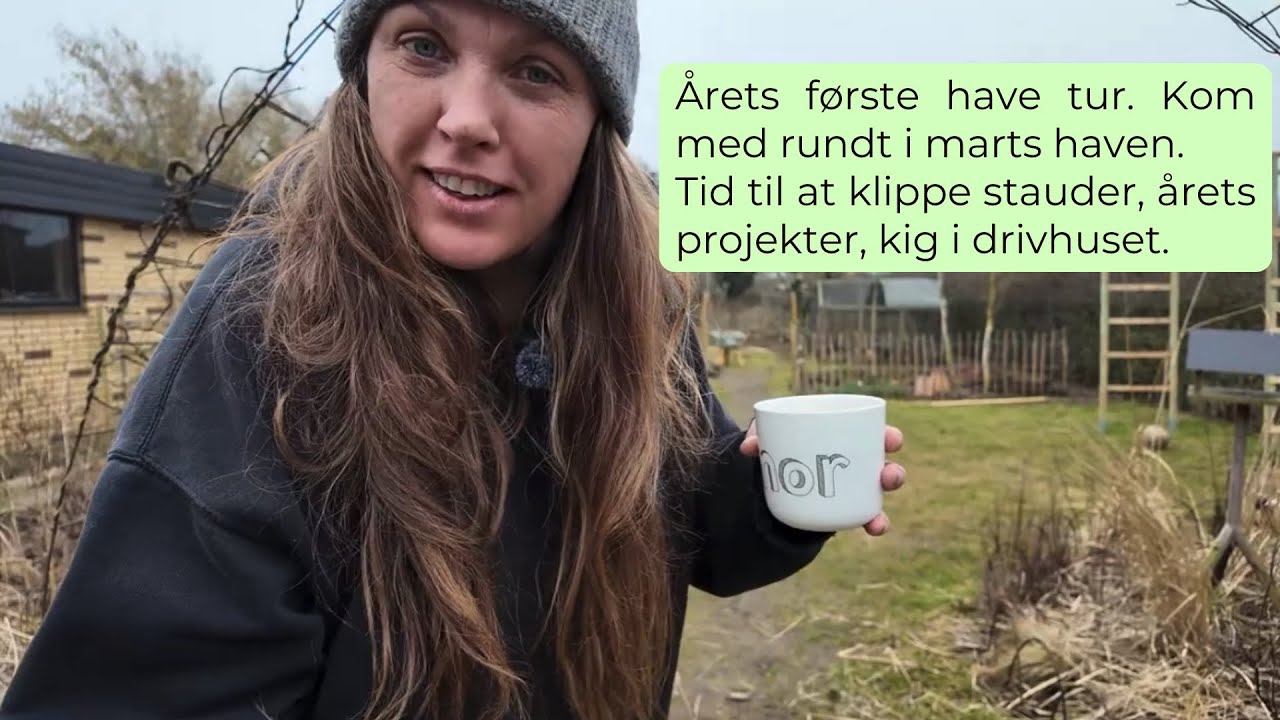 Årets første tur rundt i haven. Kom med rundt i marts haven, stauder, projekter og kig i drivhuset.