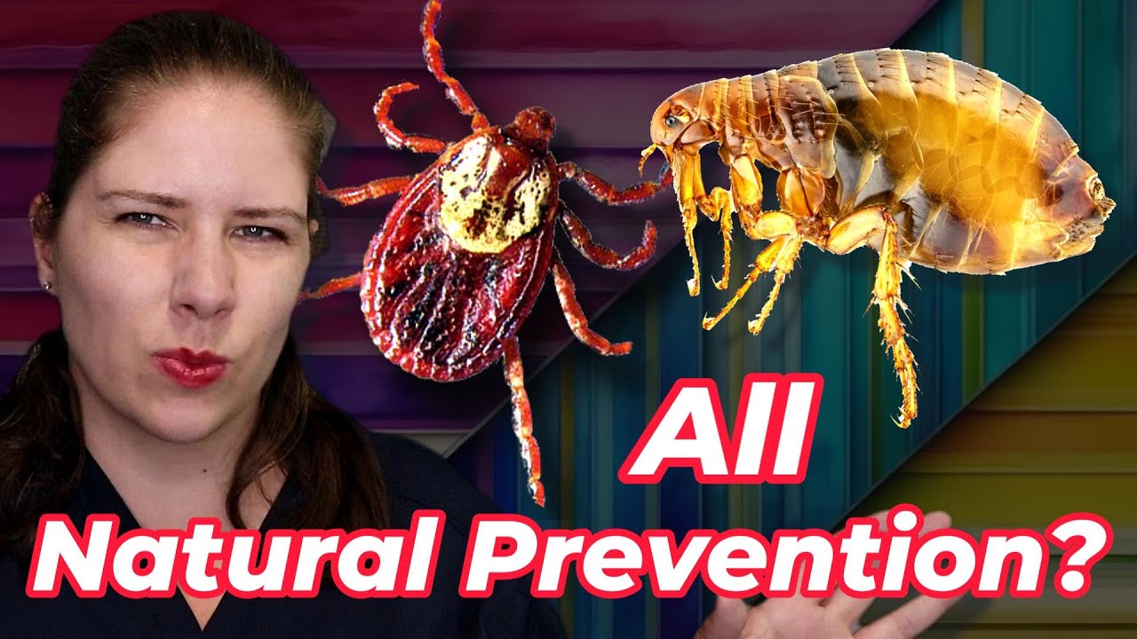 Ultimate Flea & Tick Prevention | Vet's Voice