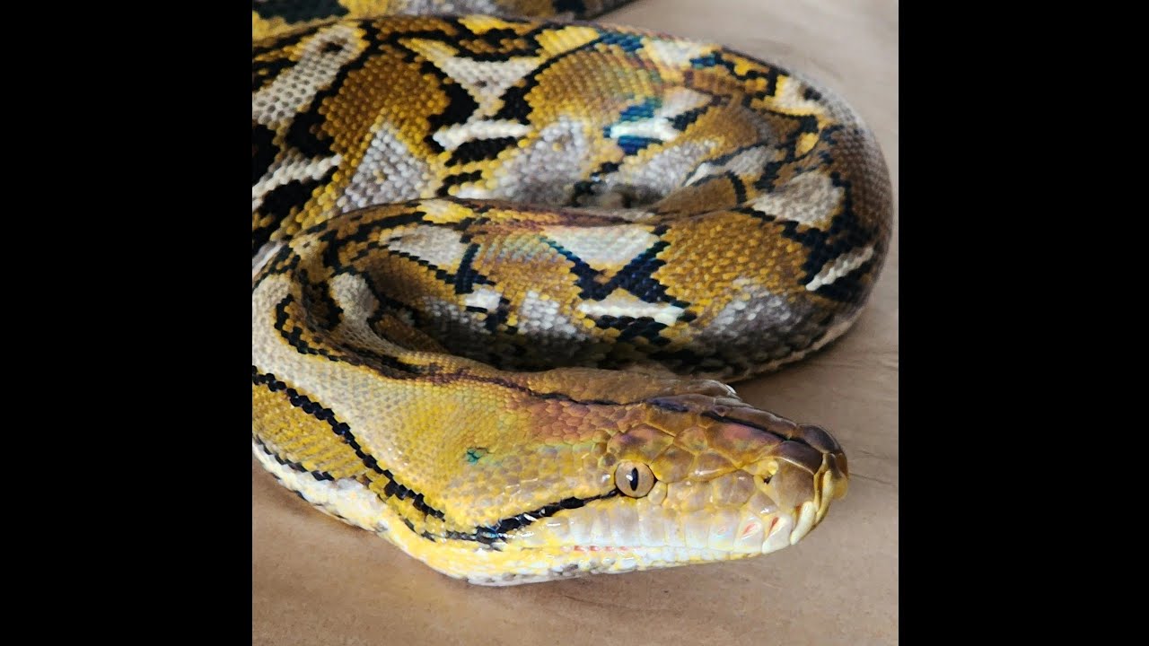 sulawesi reticulated python