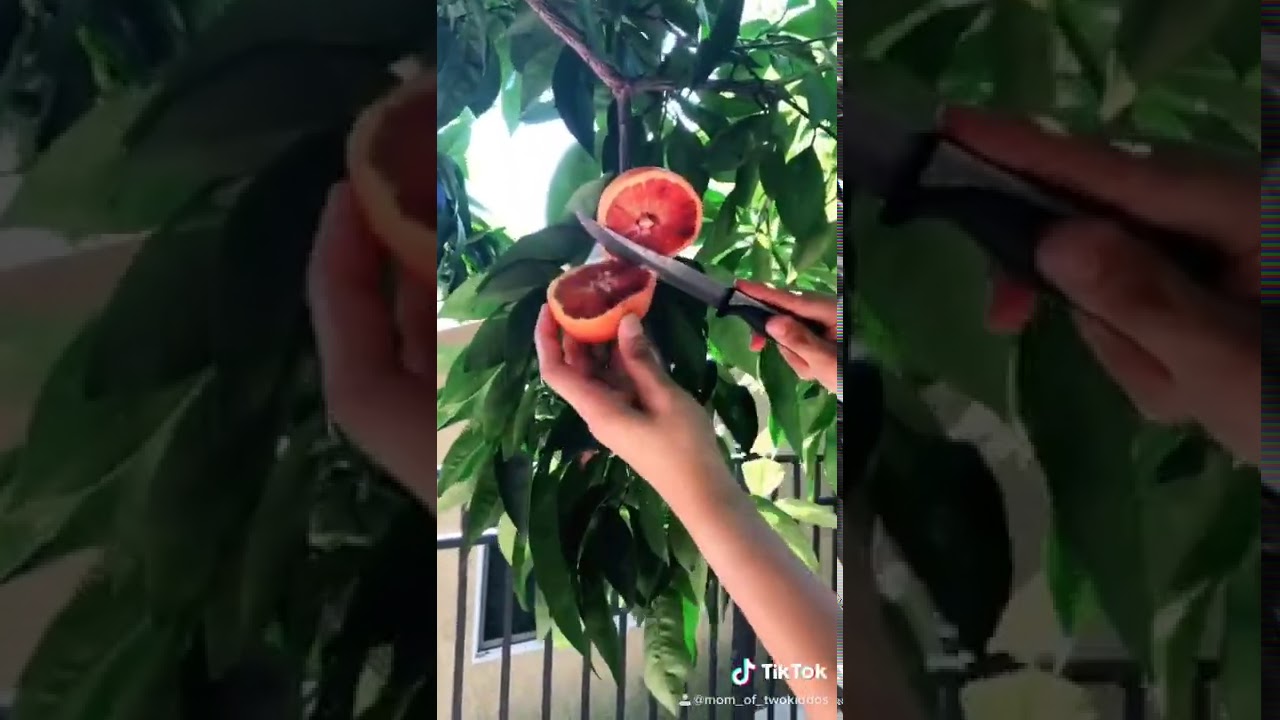 Our blood orange tree sweet