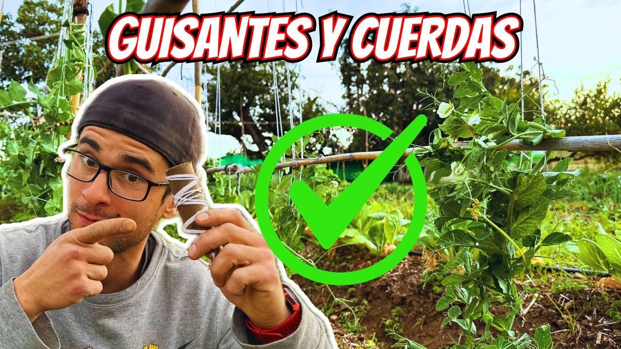 ENTUTORANDO GUISANTES con CUERDAS en el HUERTO | CULTIVO ORGANICOS