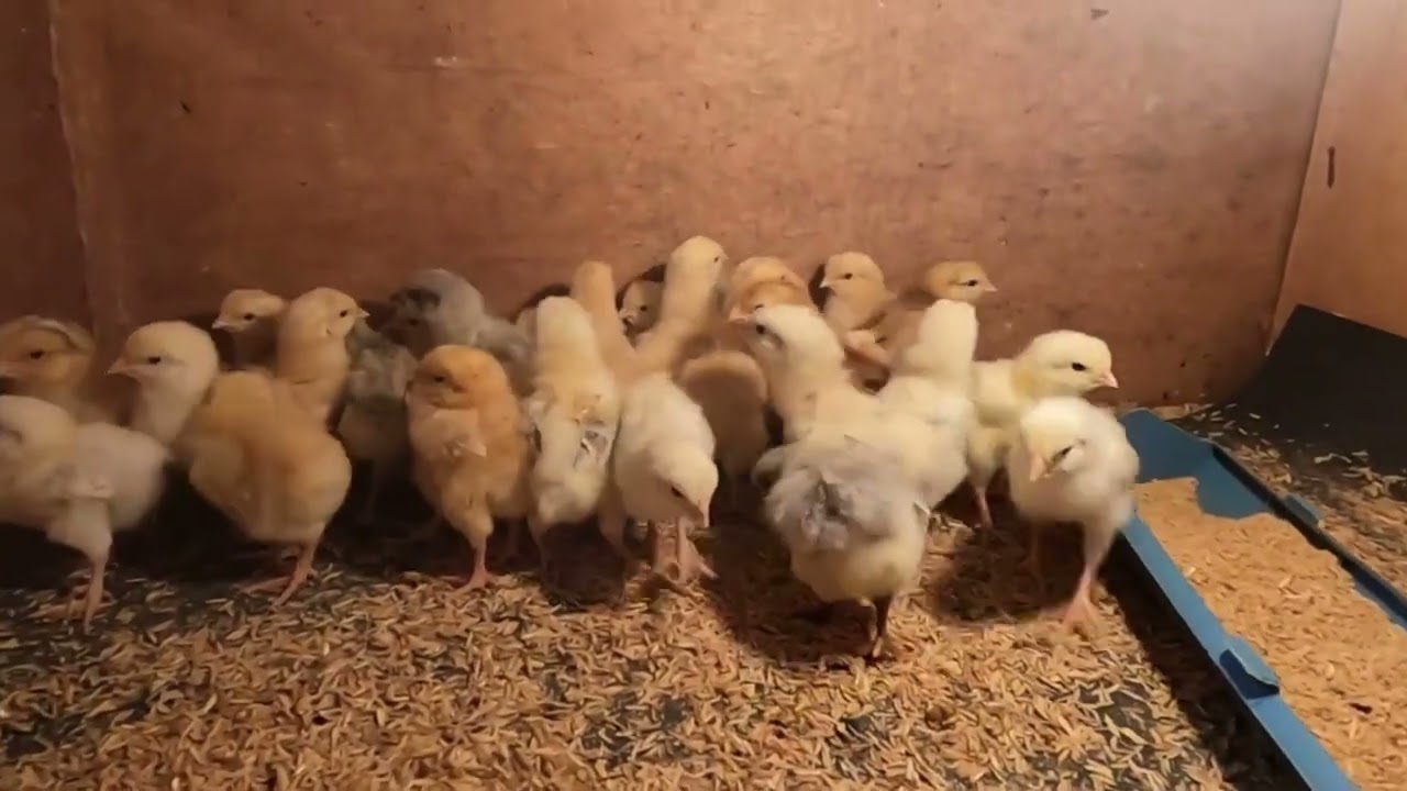 Chicks Vaccination | Free Range Chicken | Rhode Island Red | Plymouth Barred Rock | Buff Orpington