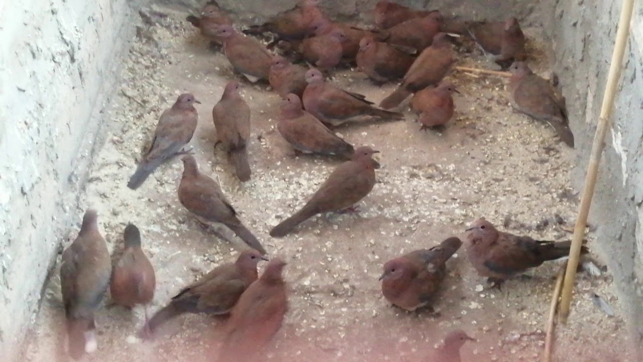 أكبر مصيدة طيور في العالم 🌏HOW TO MAKE TRAP FOR BIRDS PIGEONS AND DOVE‎@palaceofhappiness 