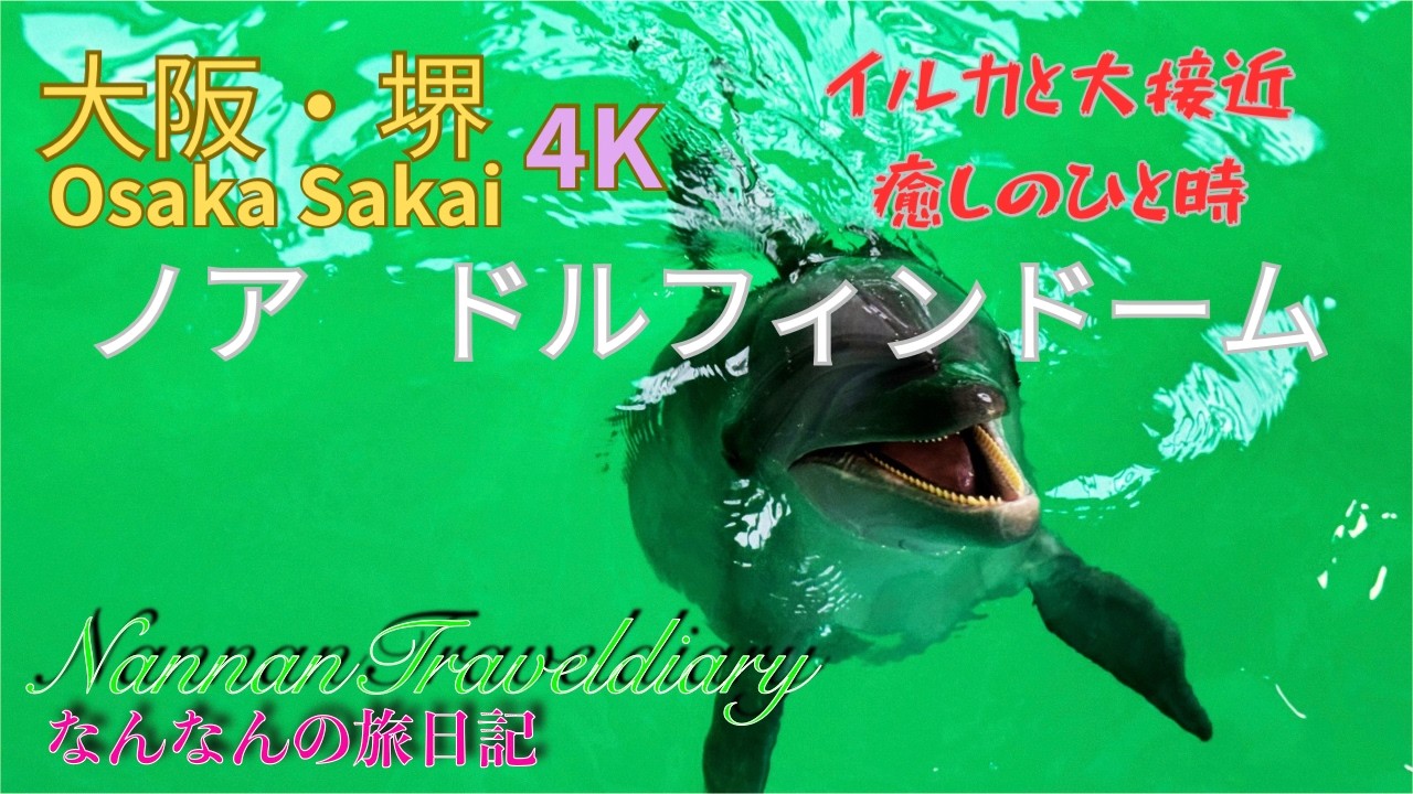 【大阪・堺】４K　ノア　ドルフィンドームで間近でイルカとの触れ合い体験をして来ました