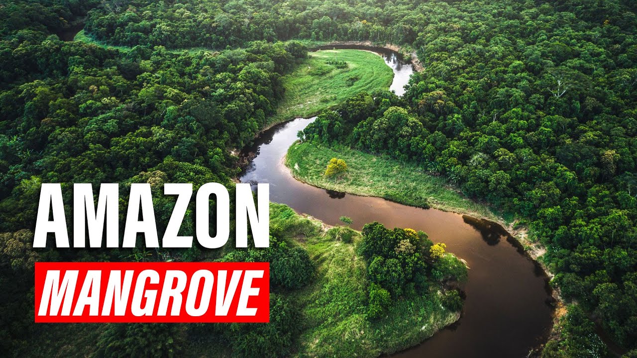 Amazon River Mangrove Forest 🌿 | Explore Brazil&rsquo;s Vast Mangrove Ecosystem! |  Explore Edge