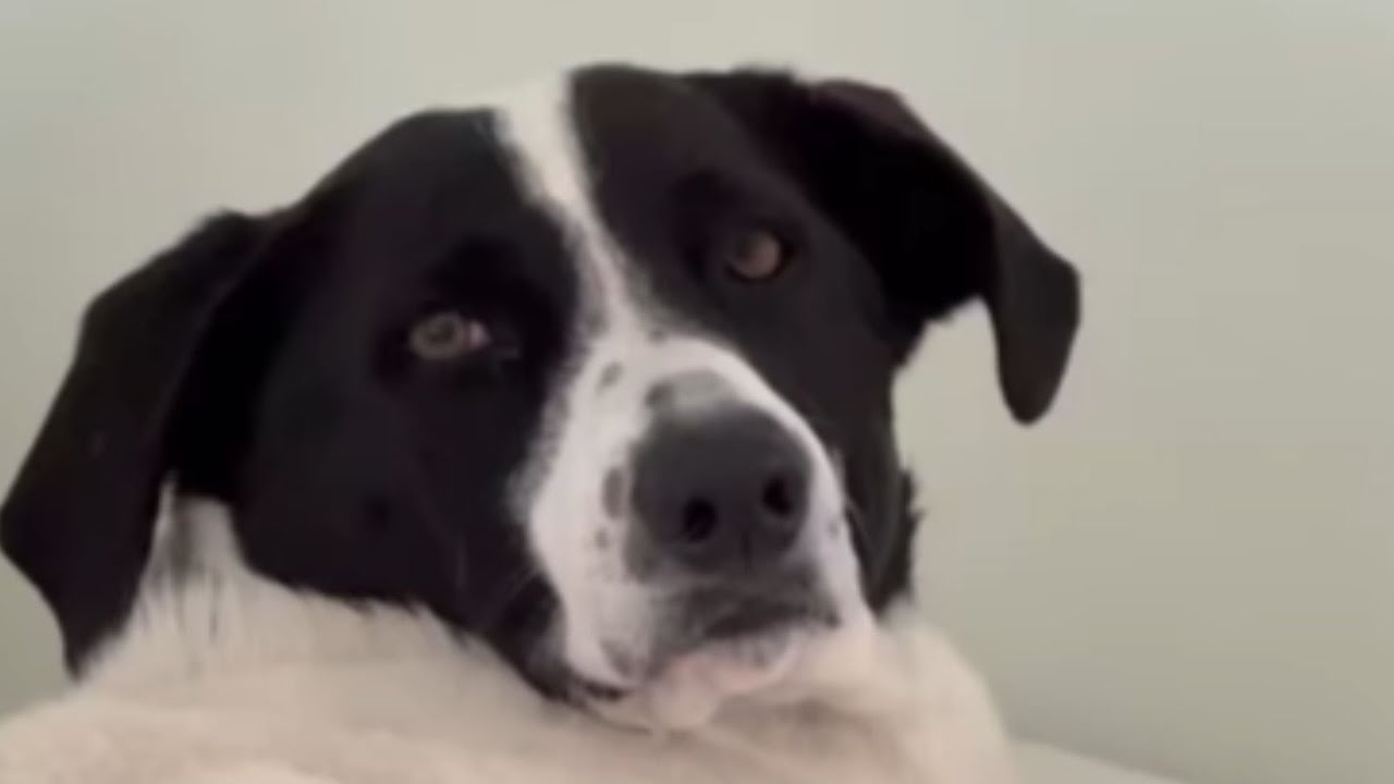 When This Heartbroken Dog Met His New Friend, Something Magical Happened