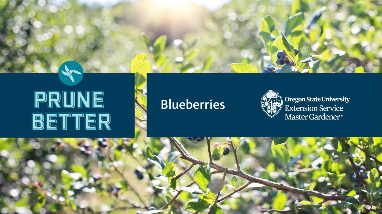 Let's learn about pruning blueberries