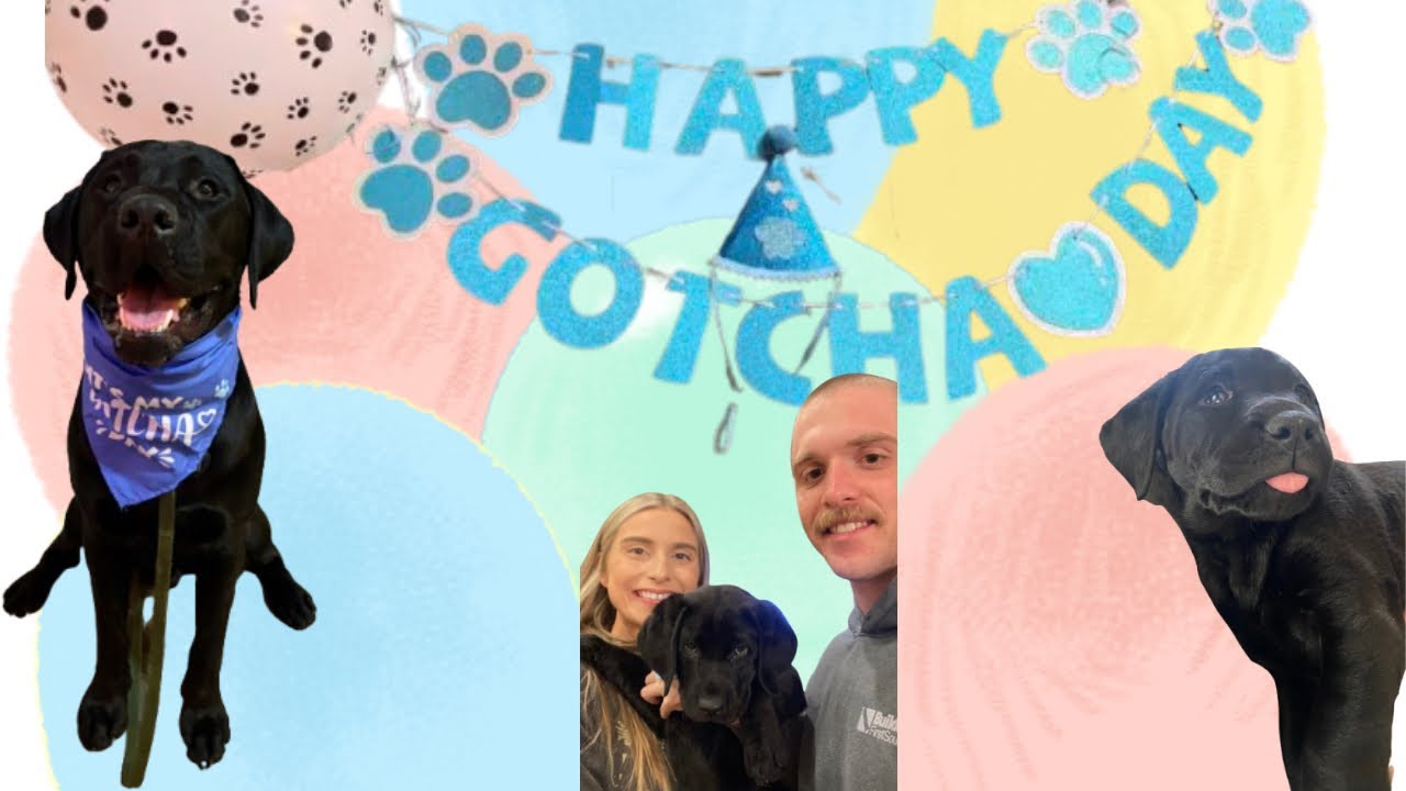 1 YEAR AGO WE BROUGHT HOME OUR LABRADOR | GOTCHA DAY CELEBRATION