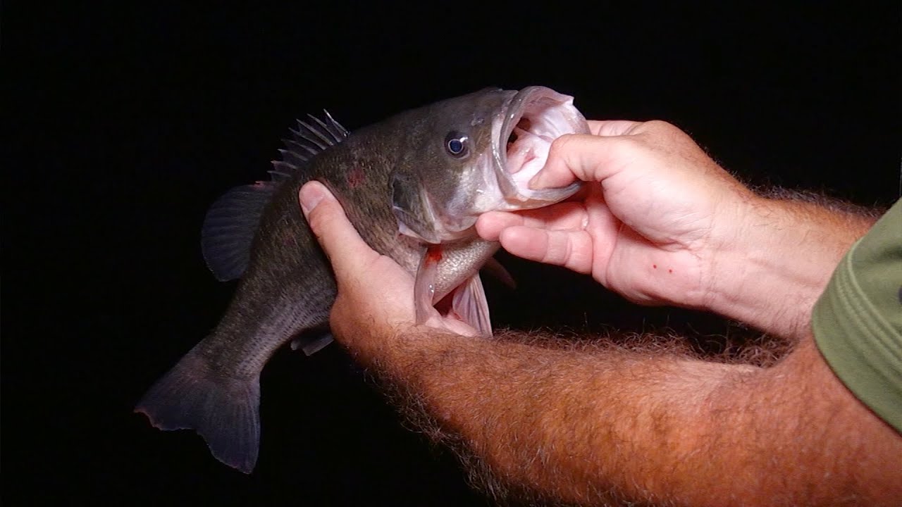 Night Fishing Green River Lake in the Summer Heat