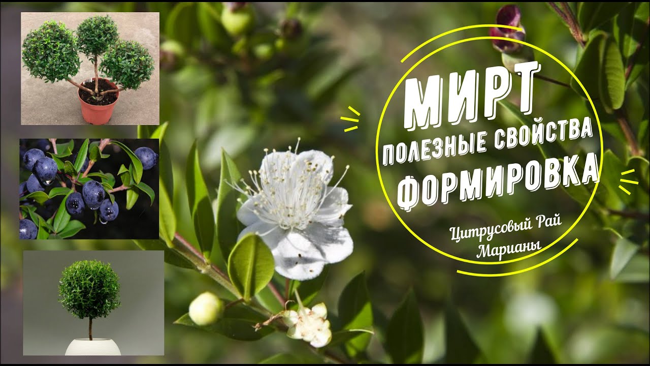 Мирт. Полезные свойства. Формировка/ Цитрусовый Рай МариАны