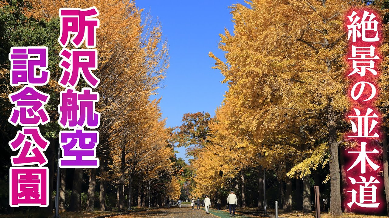 所沢航空記念公園の美しいイチョウ並木/紅葉絶景/航空公園/埼玉観光旅行vlog/Autumn Foliage in Saitama