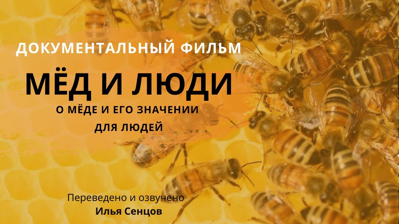 Мёд и люди (французский документальный фильм о пчелах) - Эфиопия, Аргентина, Корсика.
