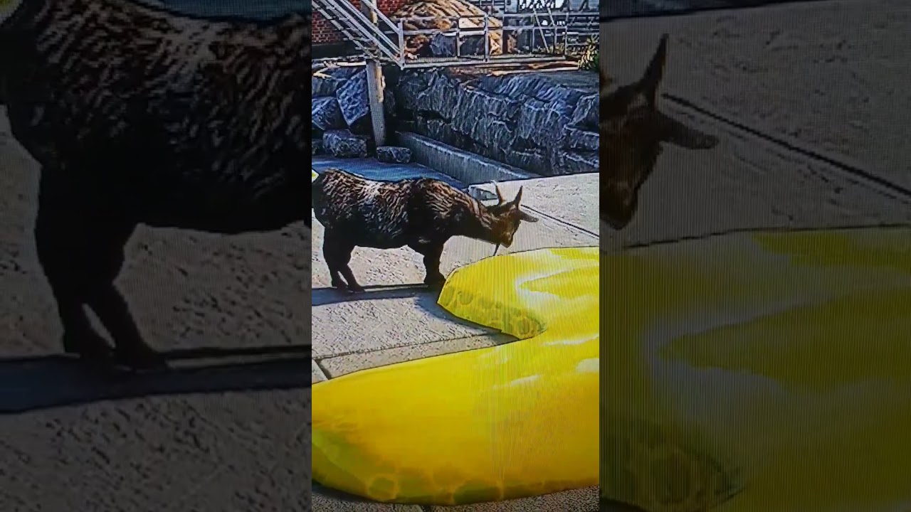 goat tries the banana goo #goatsimulator3 #bananagoo