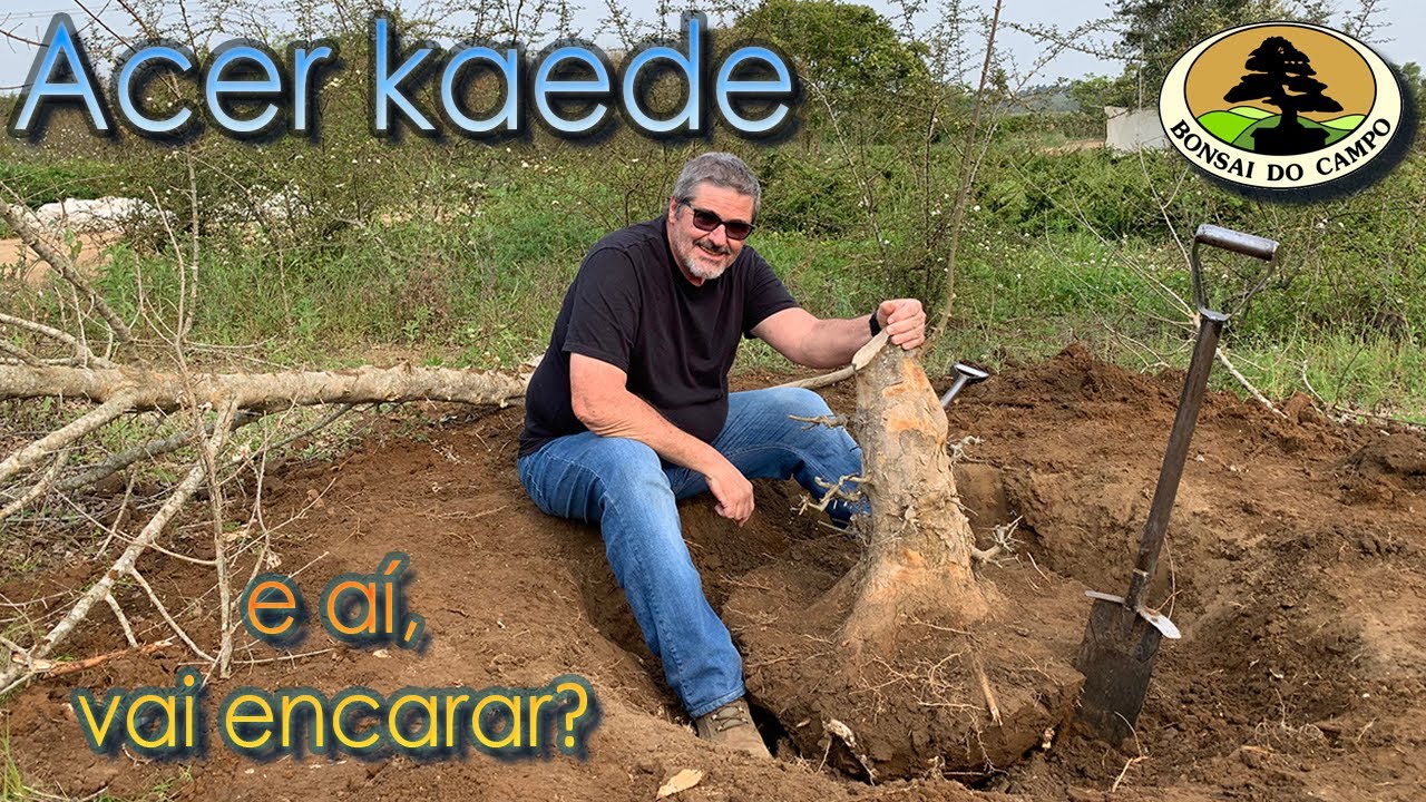 Como arrancar uma árvore com segurança.  Vai encarar??