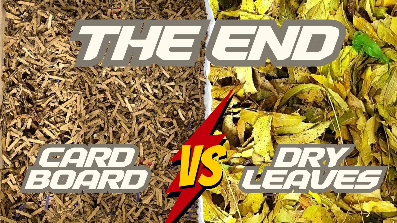 Worm Bin Carbon Experiment Part 7 - Cardboard VS Leaves - African Night Crawlers