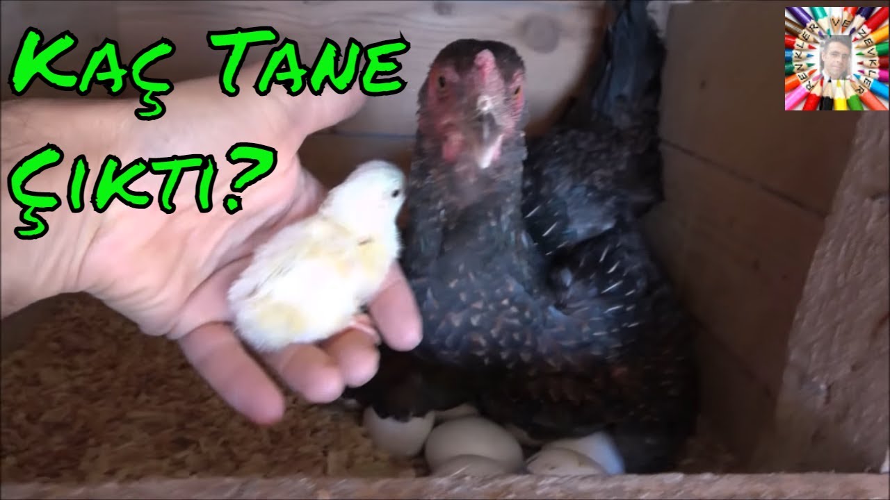 İlk Ligorin Boncuklarımız Çıktı 🐣🐥😍