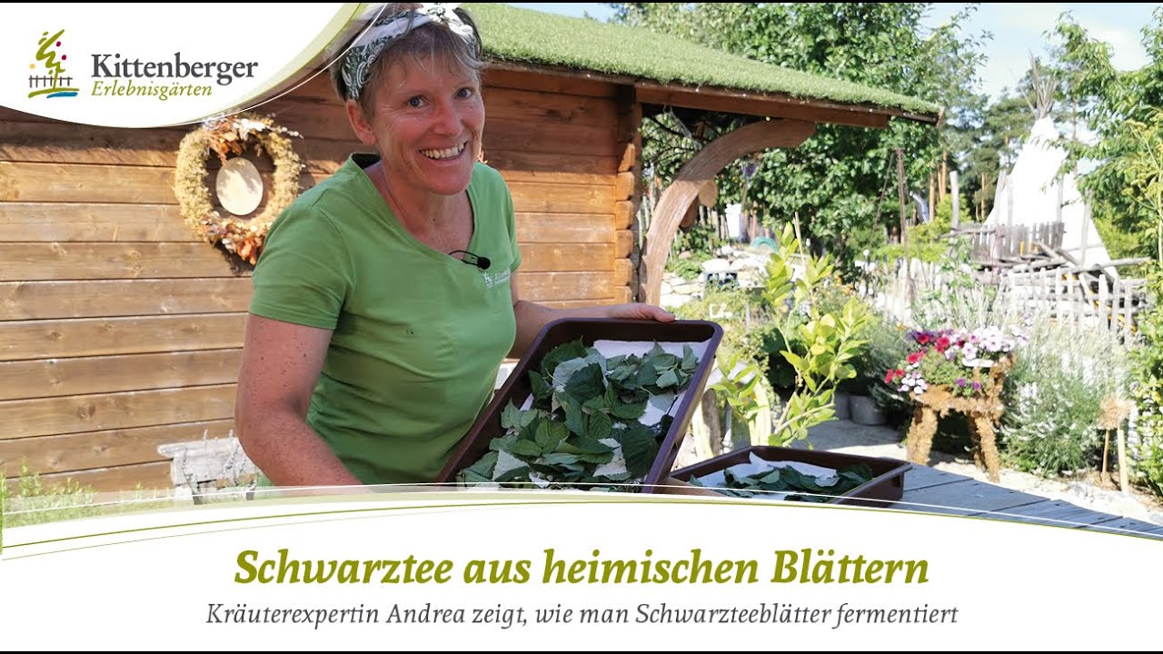 Schwarztee selber fermentieren