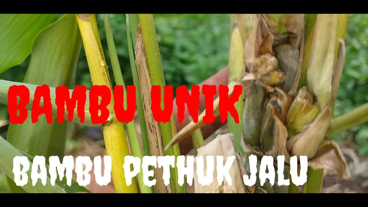 bambu unik. bambu petuk jalu dan bambu combong.
