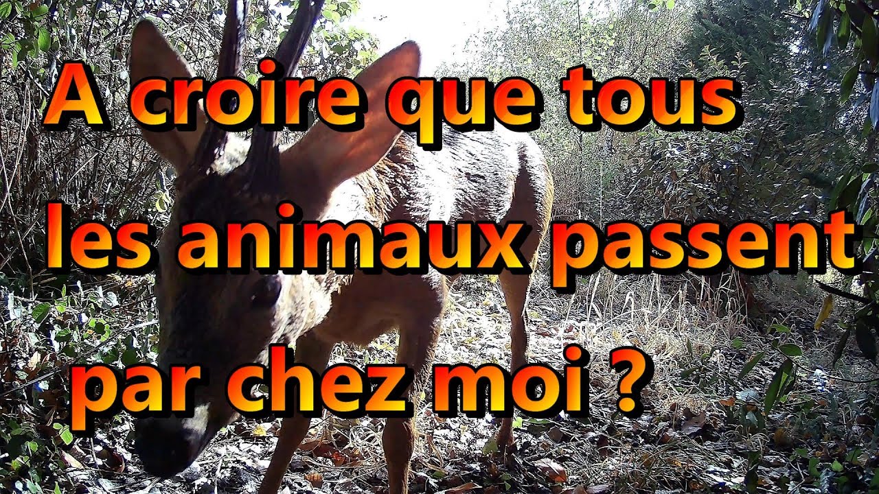Caméra de chasse : plutôt surprenant😀 🔅avec le Num’axes Pie1046. 4 G