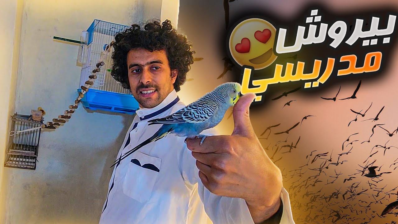 بيروش🦜 مدريسي هدية🎁 من اول مرة علمتو يطلع في السلوم