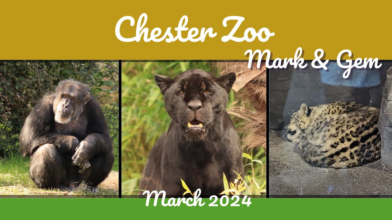 We saw Snow Leopards at Chester Zoo! - March 2024
