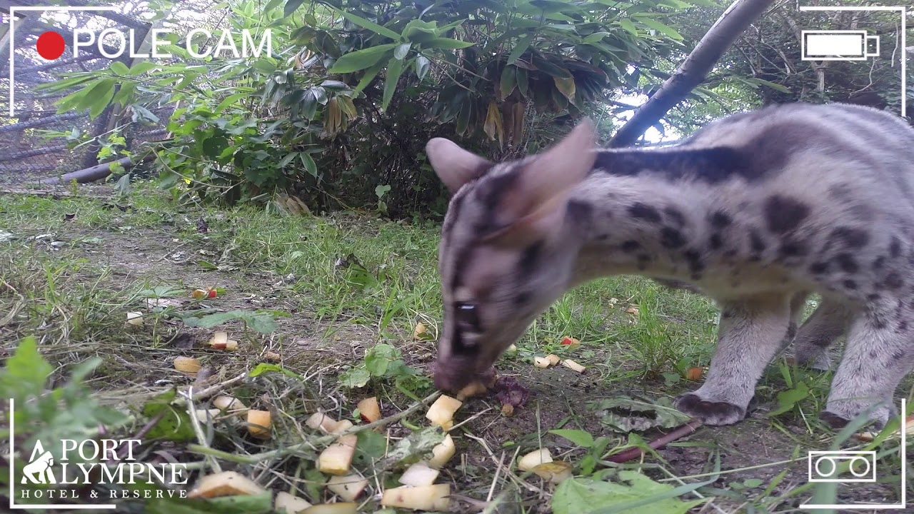 Small Carnivore September: Species Spotlight: Owston's Civet | Port Lympne Hotel & Reserve
