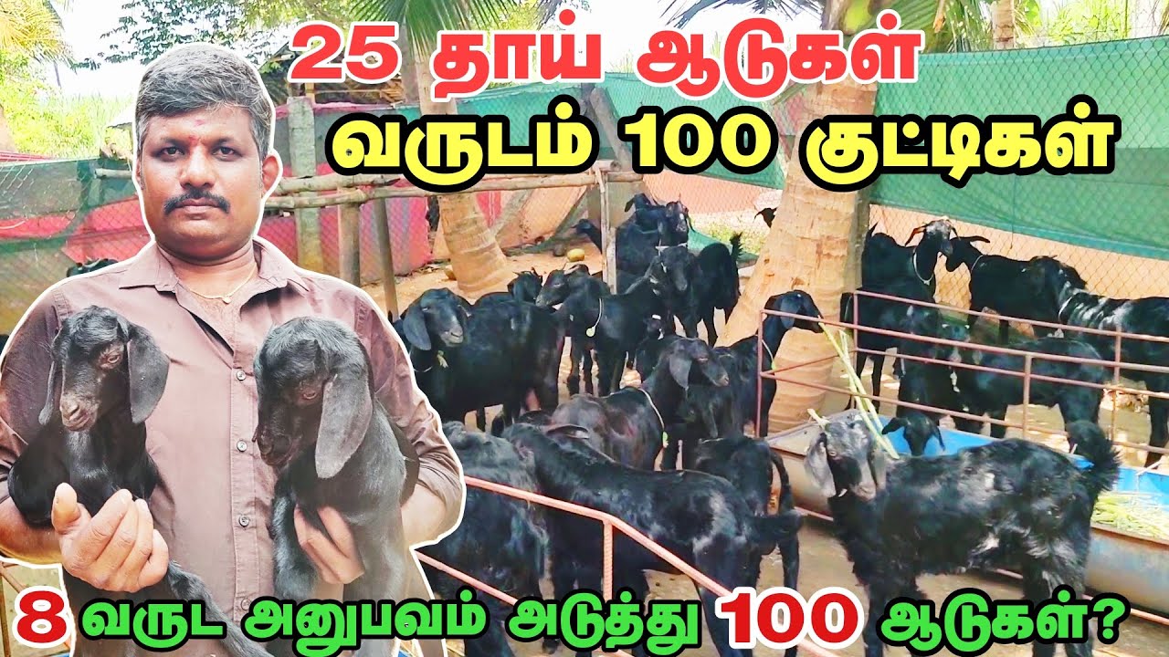 2 சென்ட் இடத்தில் 25 தாய்  ஆடுகள் | வருடம் 100 குட்டிகள் அசத்தும் பண்ணையாளர்🔥#goat #sheep #farming