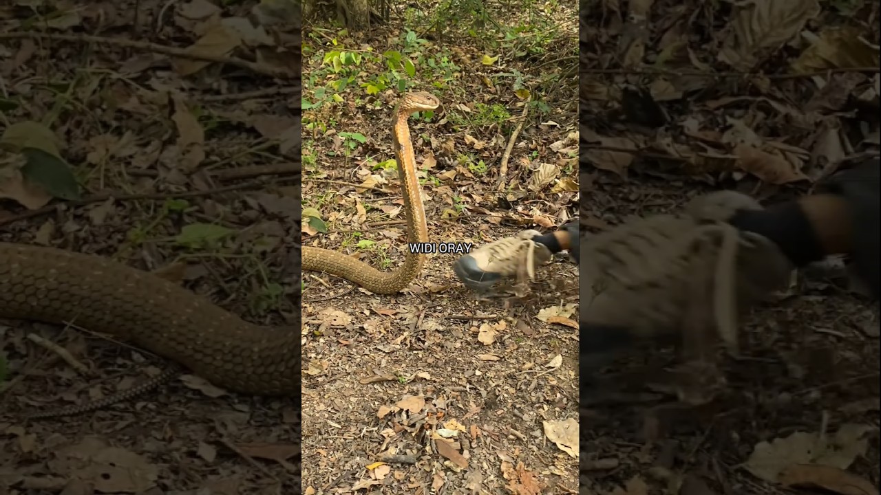 wujud asli u1ar cobra raja #ularberbahaya #youtubeshorts #shorts #viral #viralvideo #widioray