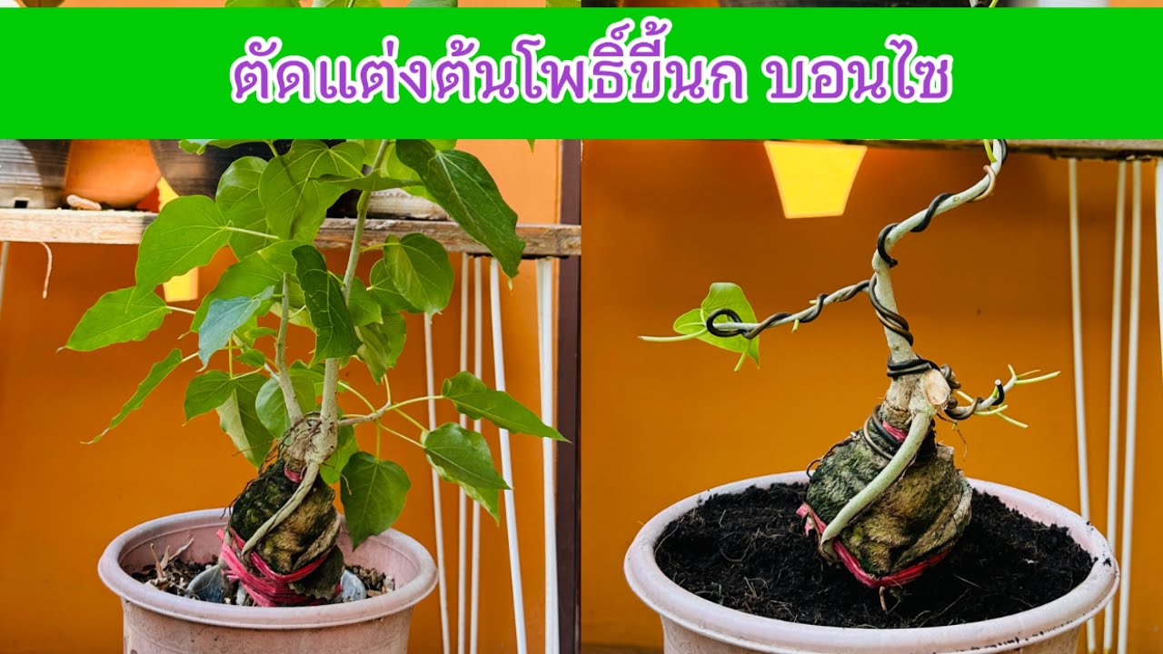 ตัดแต่งต้นโพธิ์ขี้นก บอนไซ | Pruning a bonsai Bodhi tree.