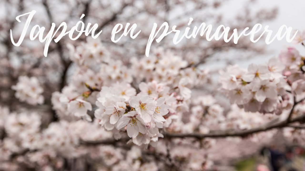 PRIMAVERA EN JAPÓN 🌸 CÓMO DISFRUTAR DE LOS CEREZOS EN FLOR (SAKURA)