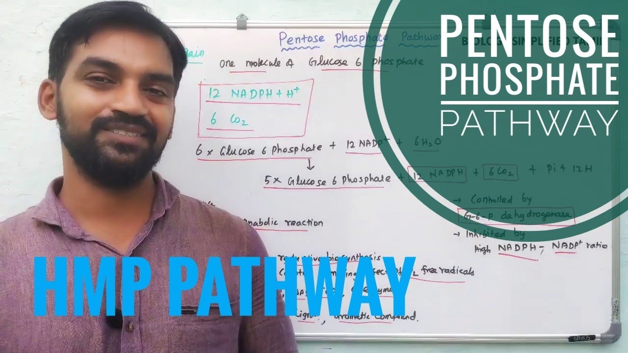 Pentose phosphate pathway | HMP Pathway Respiration | Senthilnathan