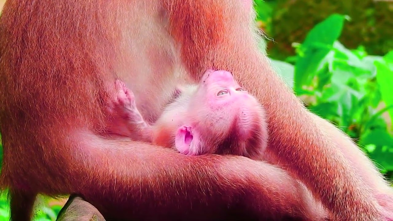 cute baby monkey2023 29