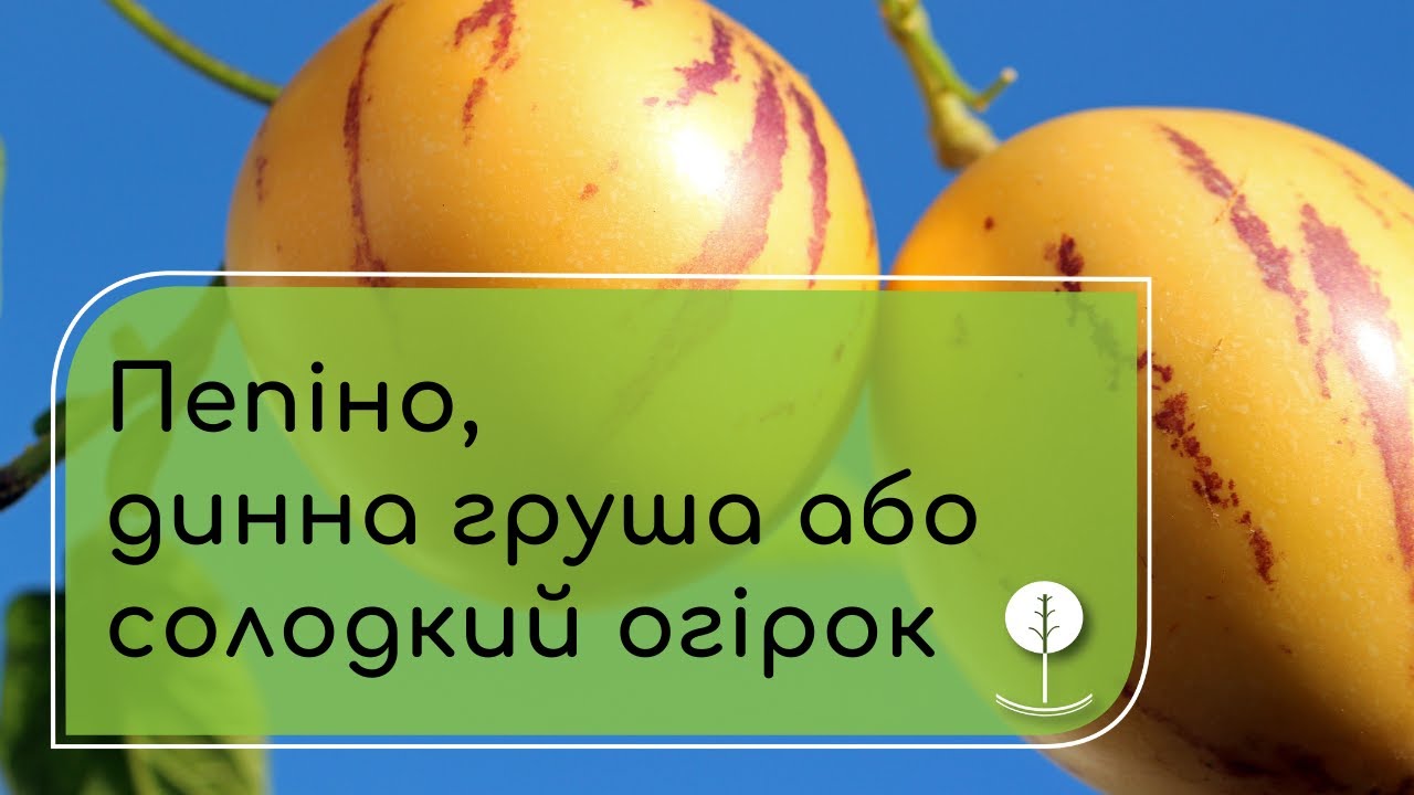 Пепіно. Вся правда про вирощування.