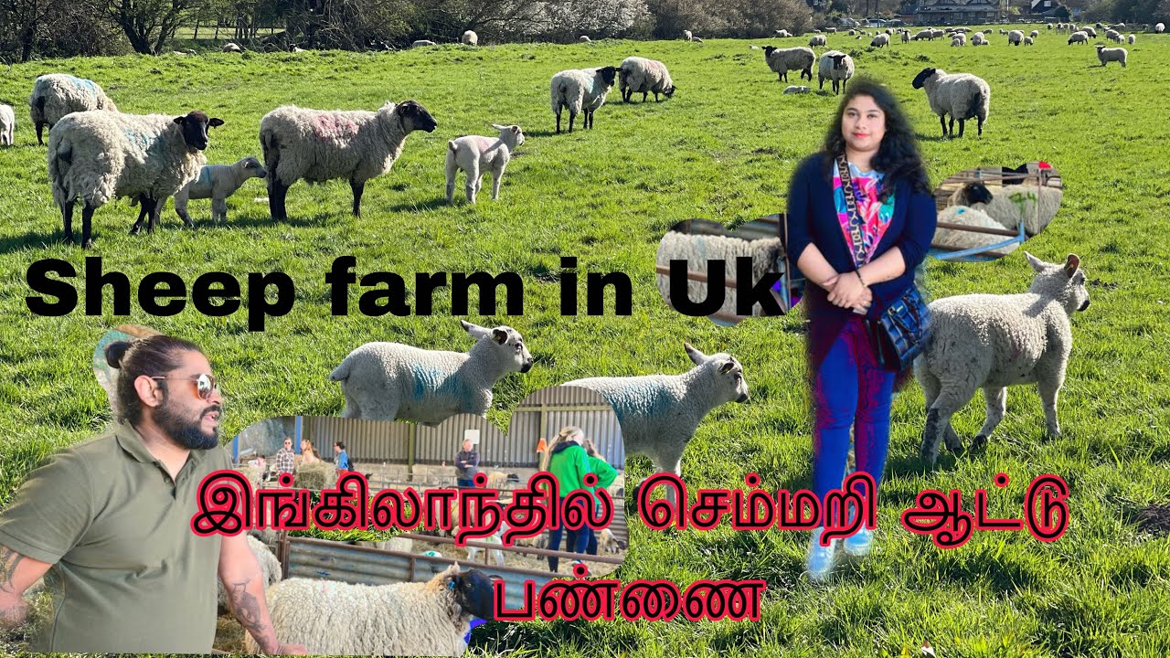 இங்கிலாந்தில் செம்மறி ஆட்டு பண்ணை