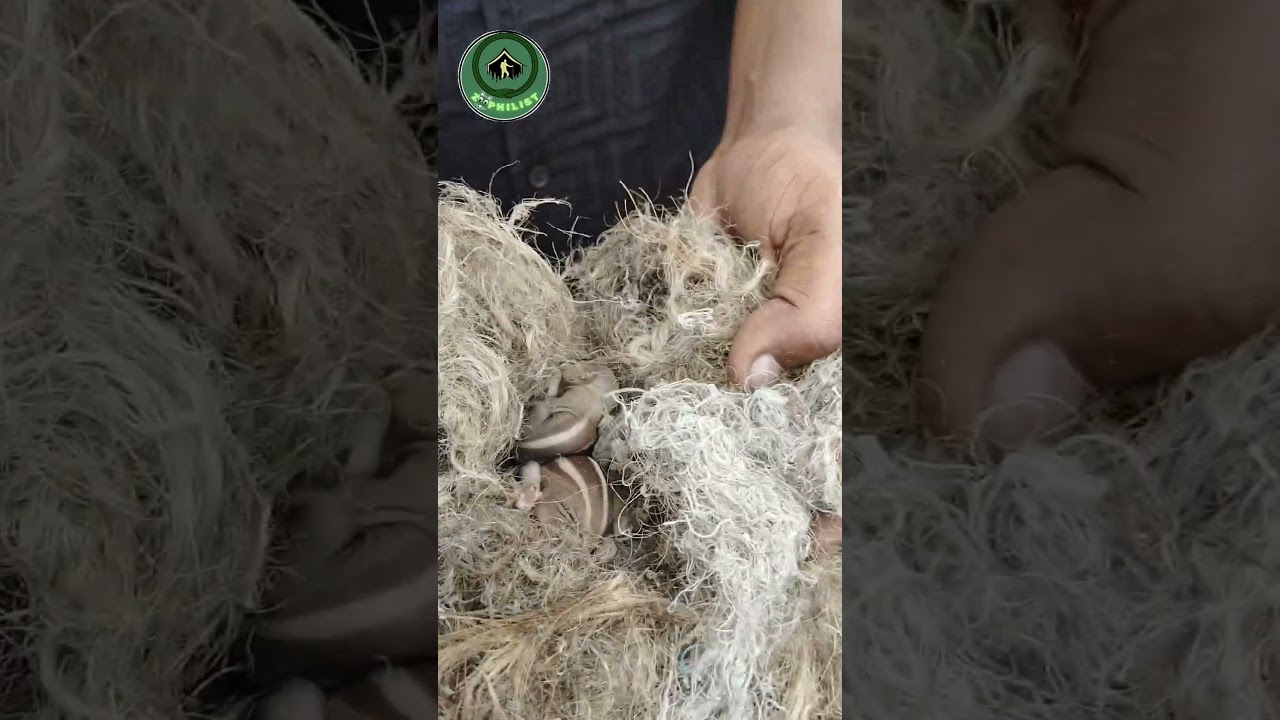 Just Miss 😱 #shotrs #youtubeshorts #dog #squirrel #baby #rescue #petakka #viralvideo #video